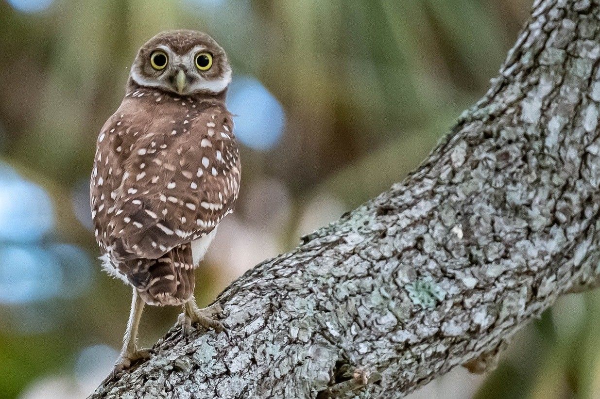 Kirkeugle vender ansigtet 180 grader 