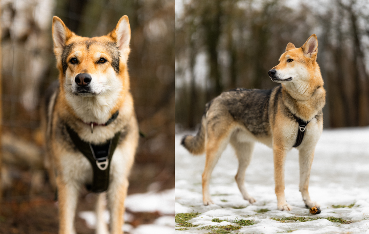  To portrætbilleder af en ulvelignende hund sat side om side. På det ene billede ses hunden tæt på med fokus på ansigtet, og på det andet står den i sneen og kigger opmærksomt ud i landskabet. 