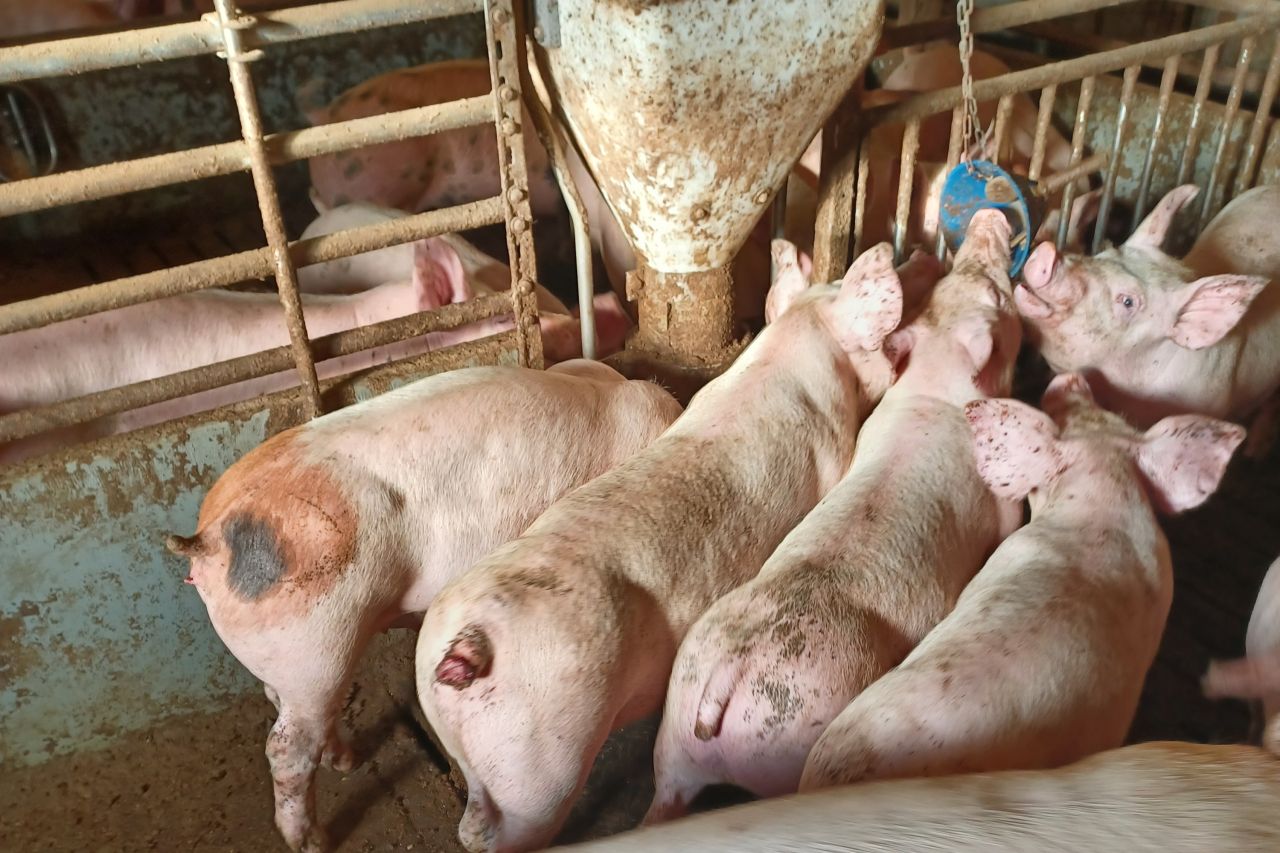 Grise med b.la. halesår