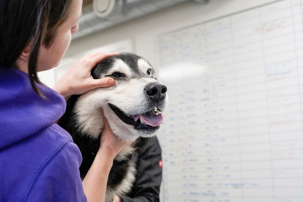 En hund får undersøgt sit øje