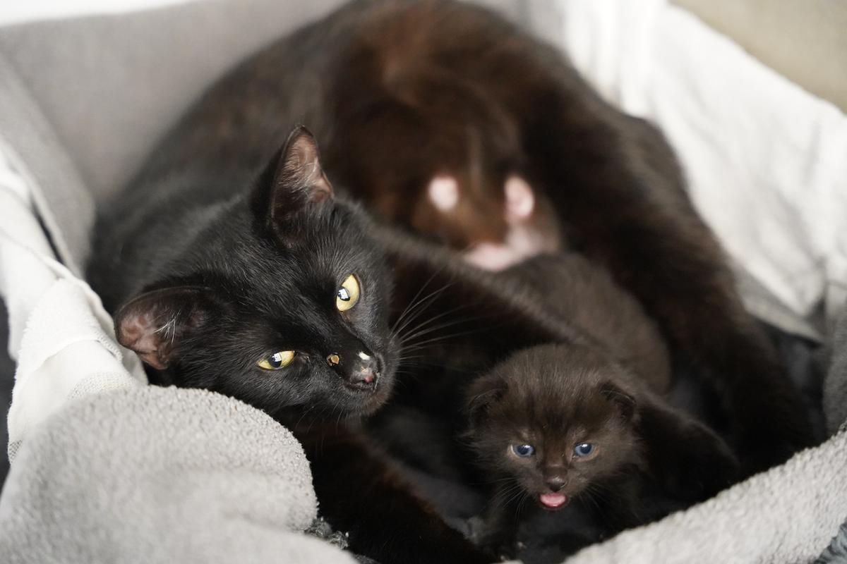 En sort kattemor ligger med sort killing