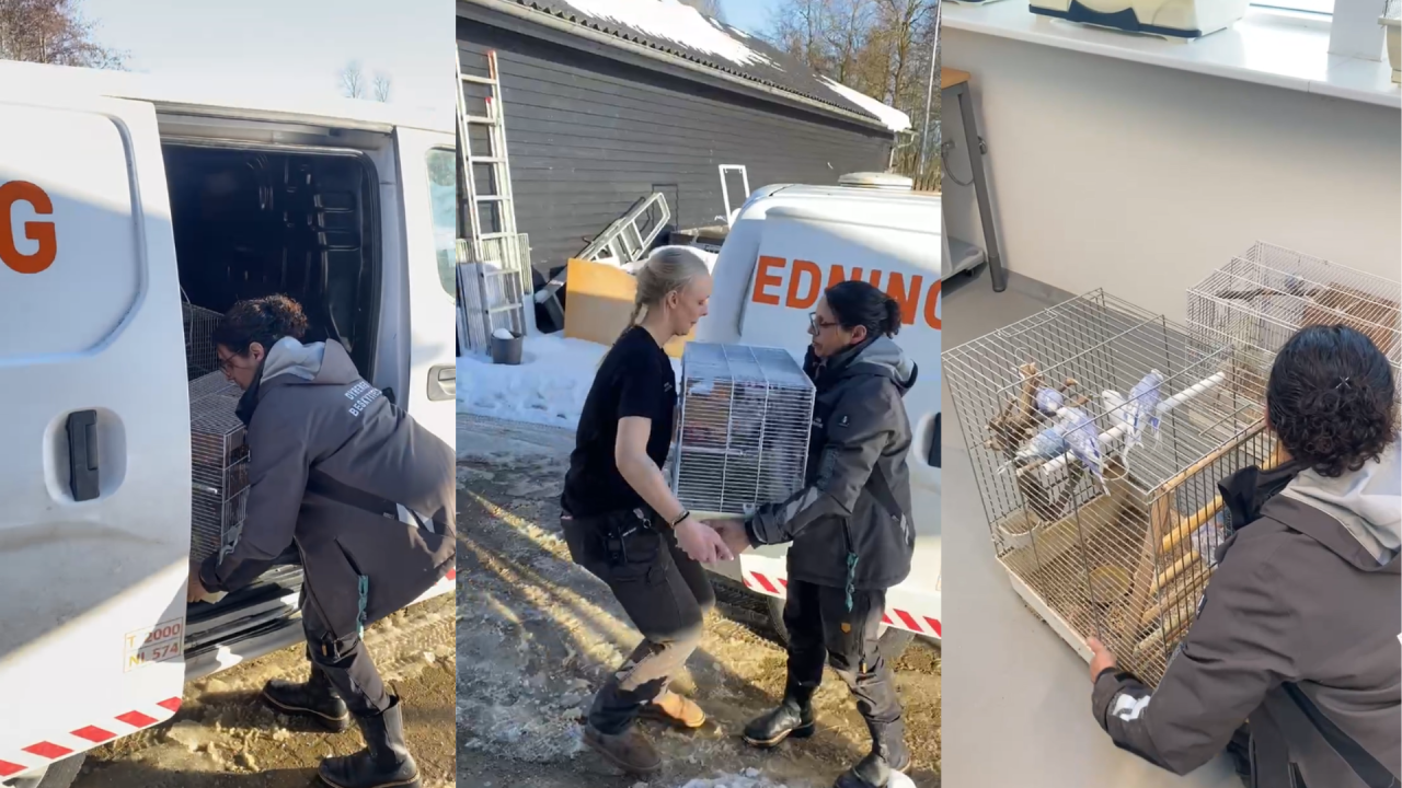 Fuglebur med fugle bæres ud af dyreambulance