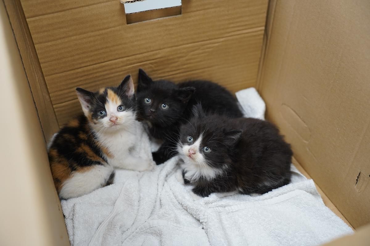 Killinger ligger i en papkasse, efter de er blevet dumpet