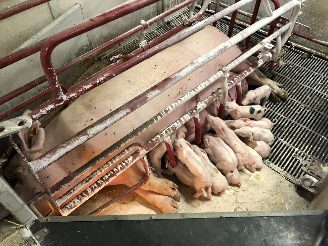 Fikseret so med pattegrise