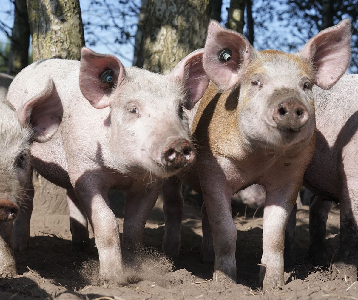 Grise står på mark og kigger i kameraet
