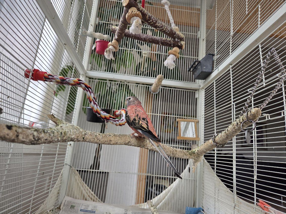 Rød, sort og grålig fugl sidder på en træpind i et stort fuglevoliere