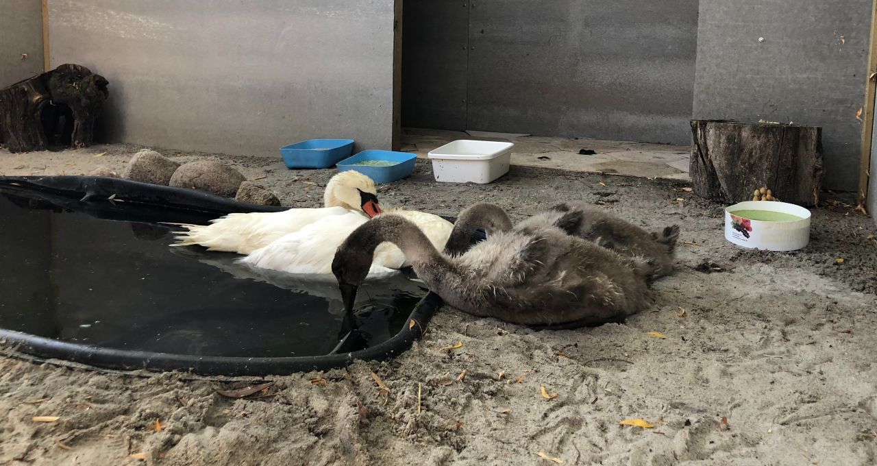 Svaner på vildtplejestation