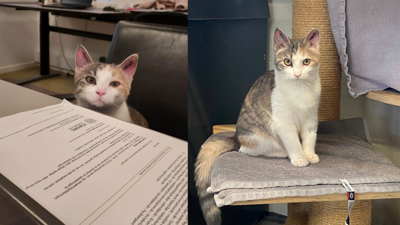 To billeder: kat ved bord med papirer og sidder senere roligt på hylde
