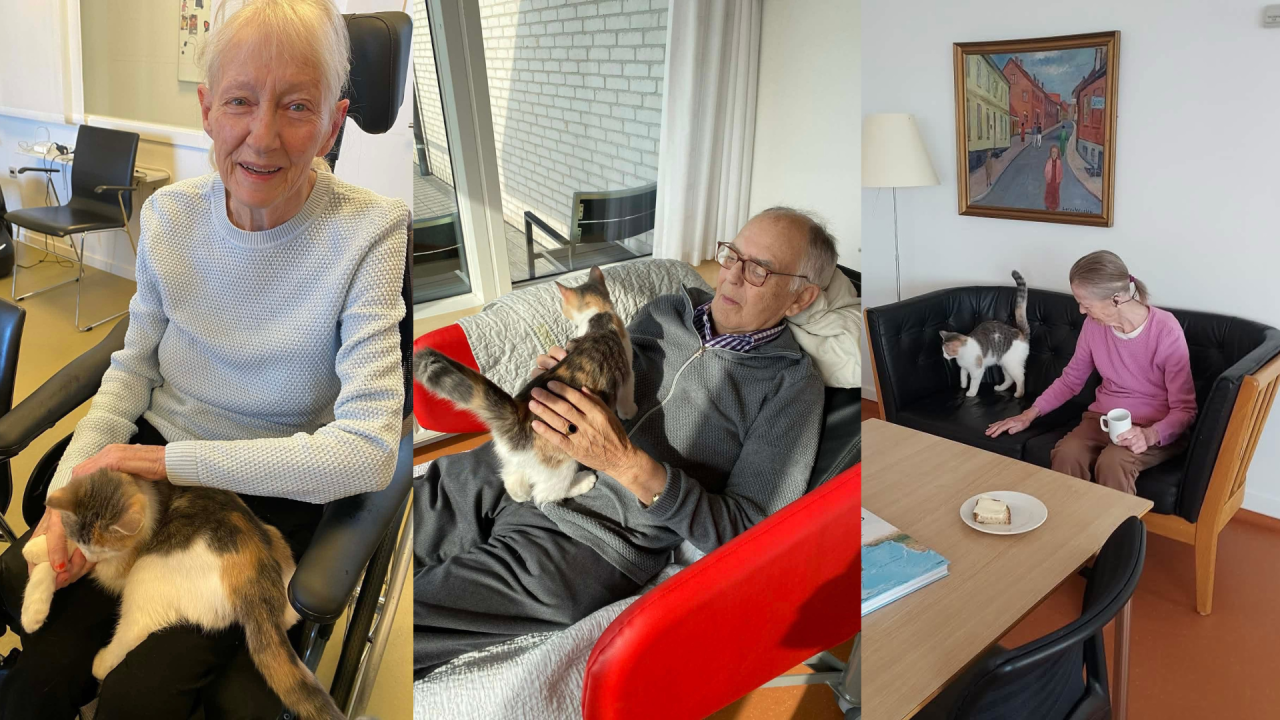 Tre billeder, hvor katten Silje er sammen med ældre beboere, bliver aet og bevæger sig i stue.