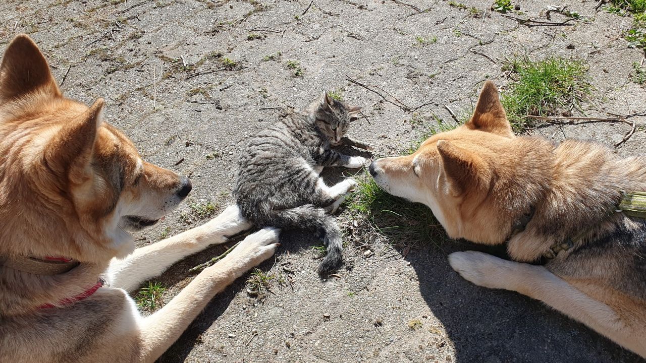 To hunde der hilser på en grå kat der ligger på en gårdsplads