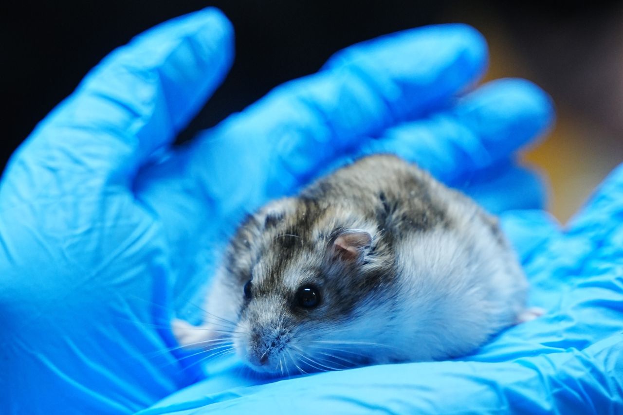 En af hamsterne i pleje på internatet