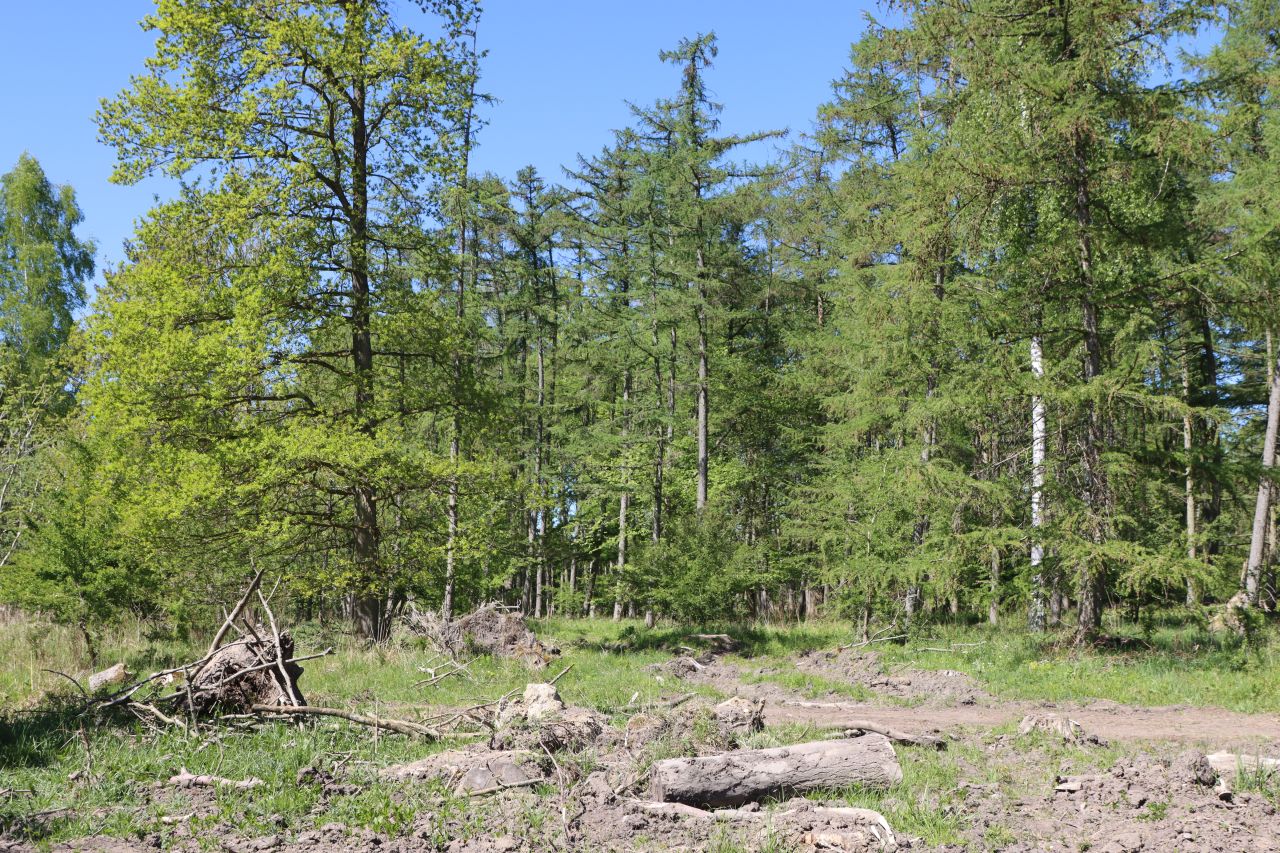 En grøn skov