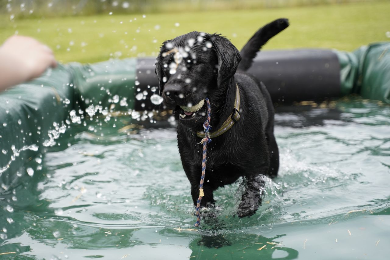 Sortpelset hund i badebassin