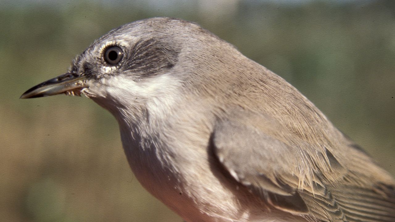 Gærdesanger