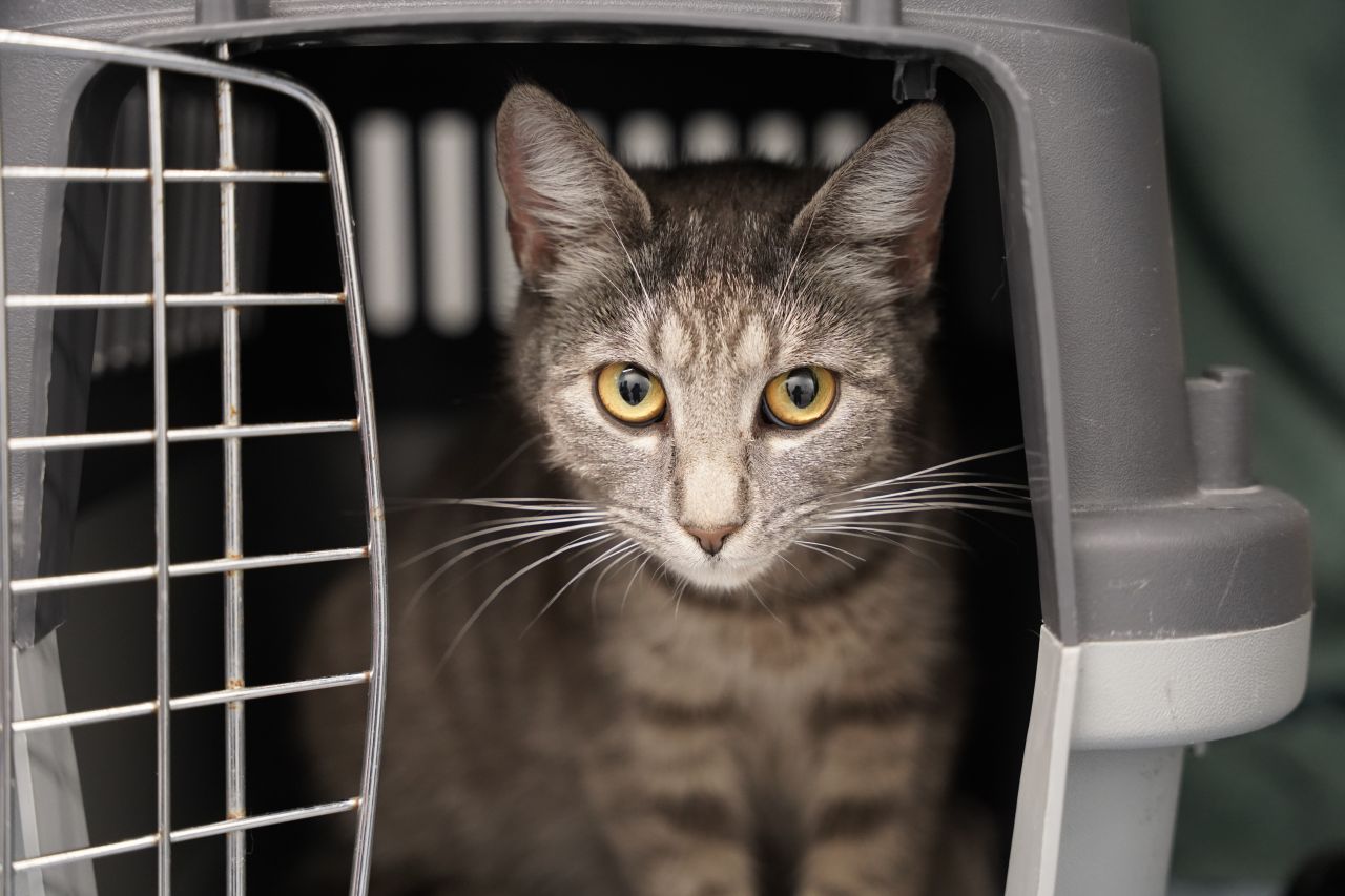 Gråstribet kat kigger ud af åben transportkasse