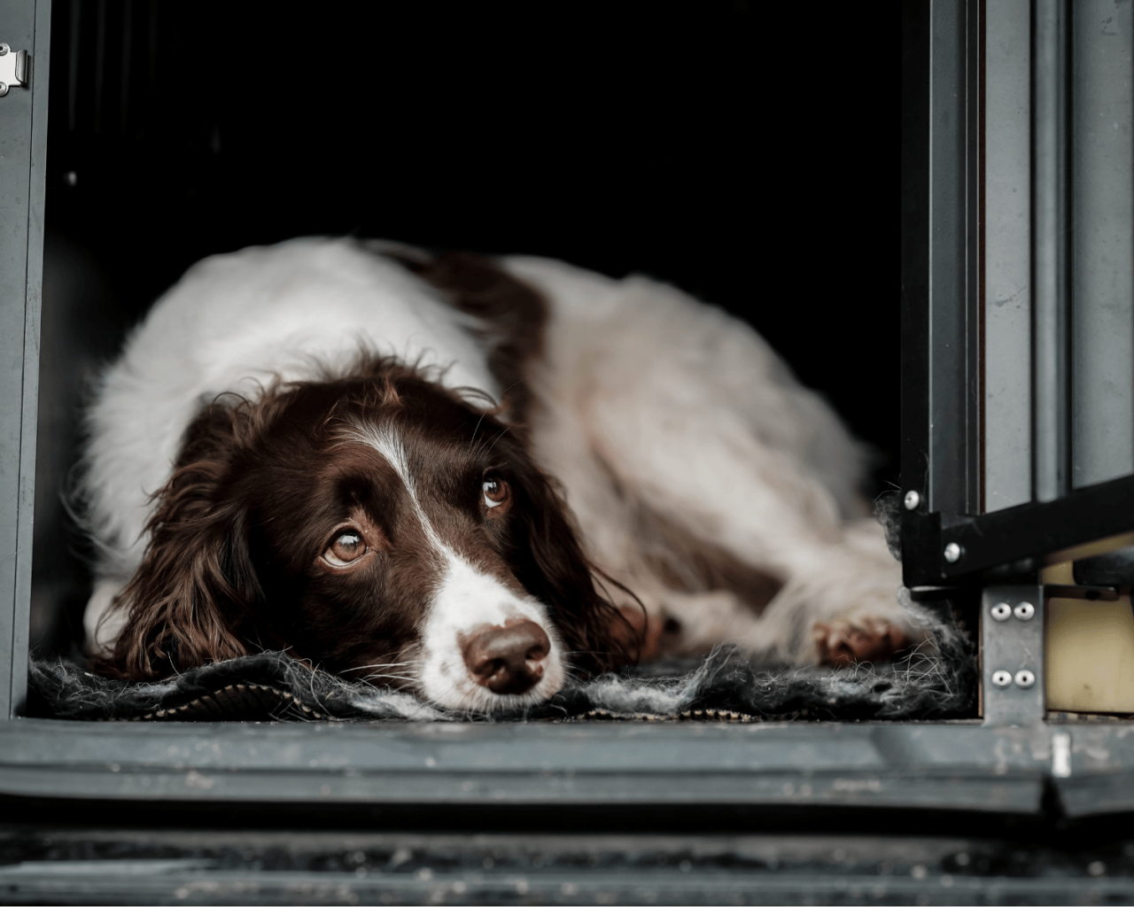 Hund