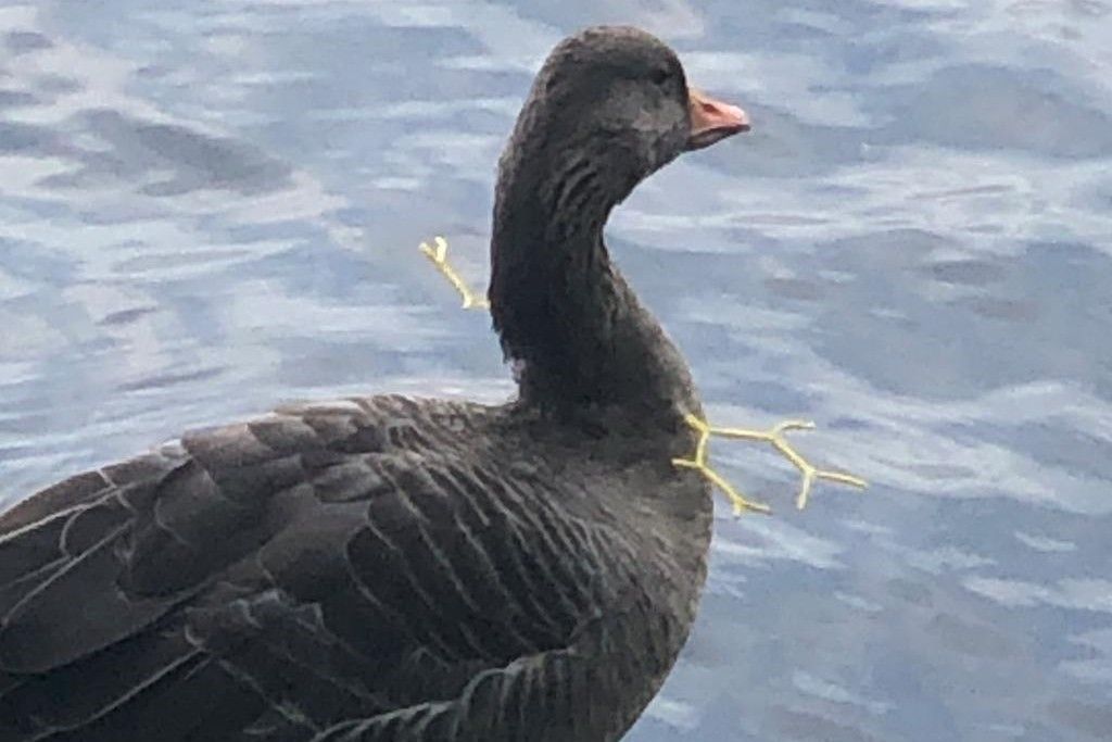 Gås med plastikemballage om halsen.