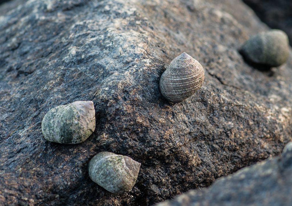 Strandsnegle på sten.