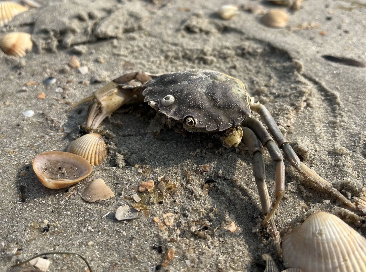 Strandkrabbe blandt muslinger på stranden