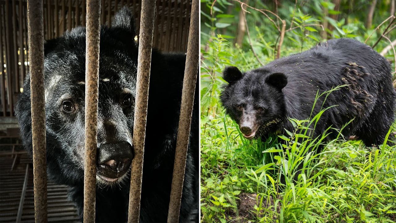 Galdebjørn i Knuthenborg Safaripark