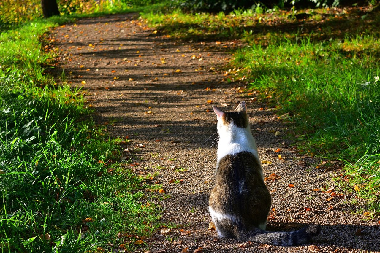 Kat på sti