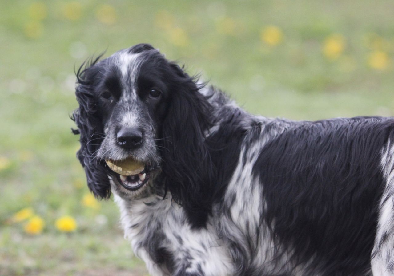 Cockerspaniel med bold i munden