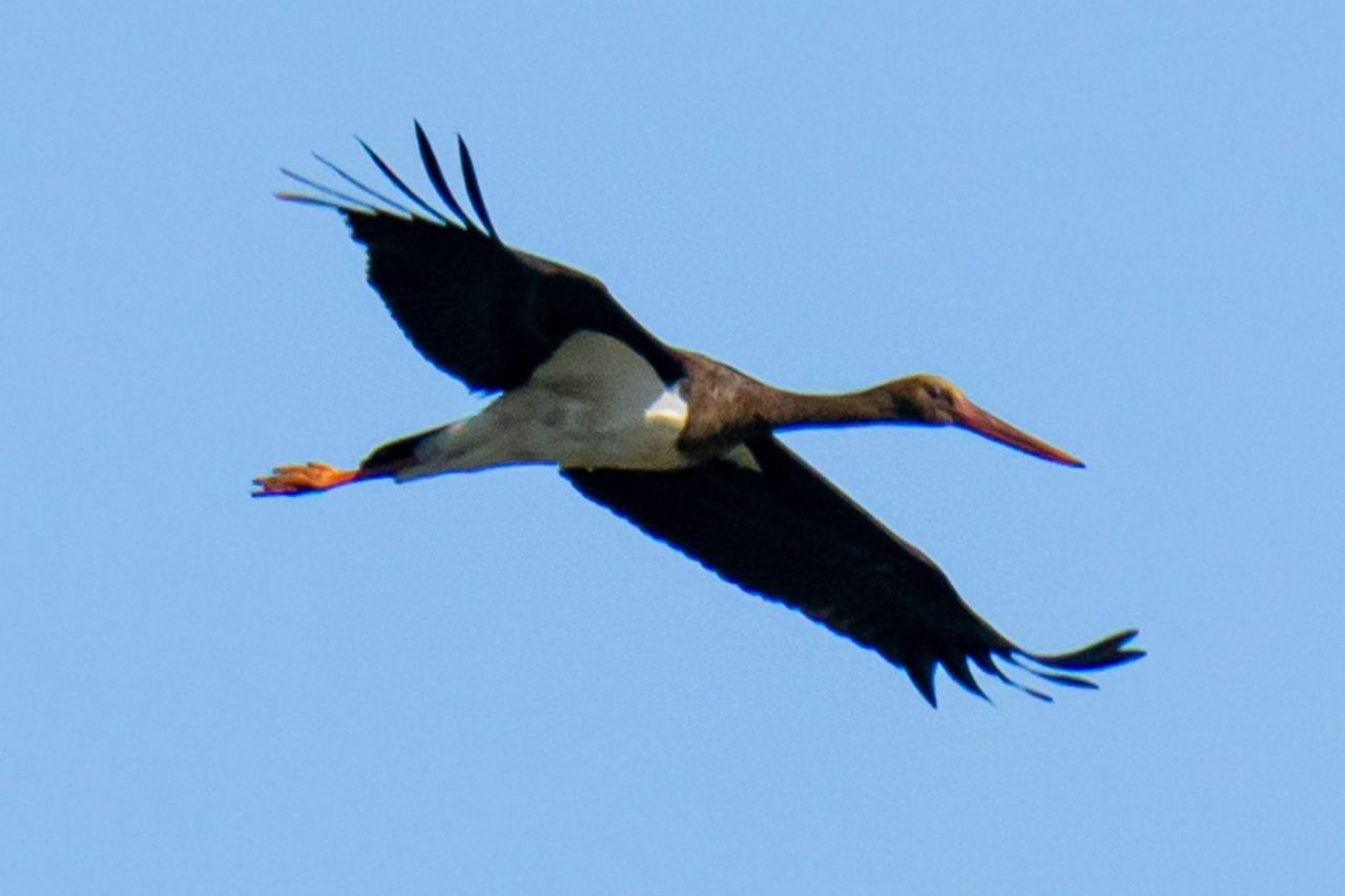 En sort stork flyver med hen over en blå himmel med sine mørke vinger og hvide bug. 