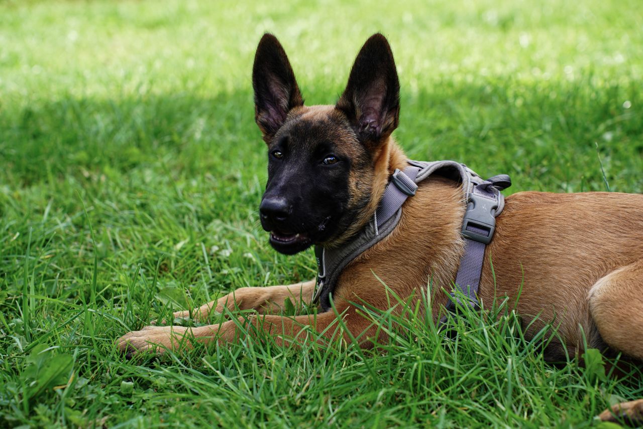 Malinois-hvalp i græsset