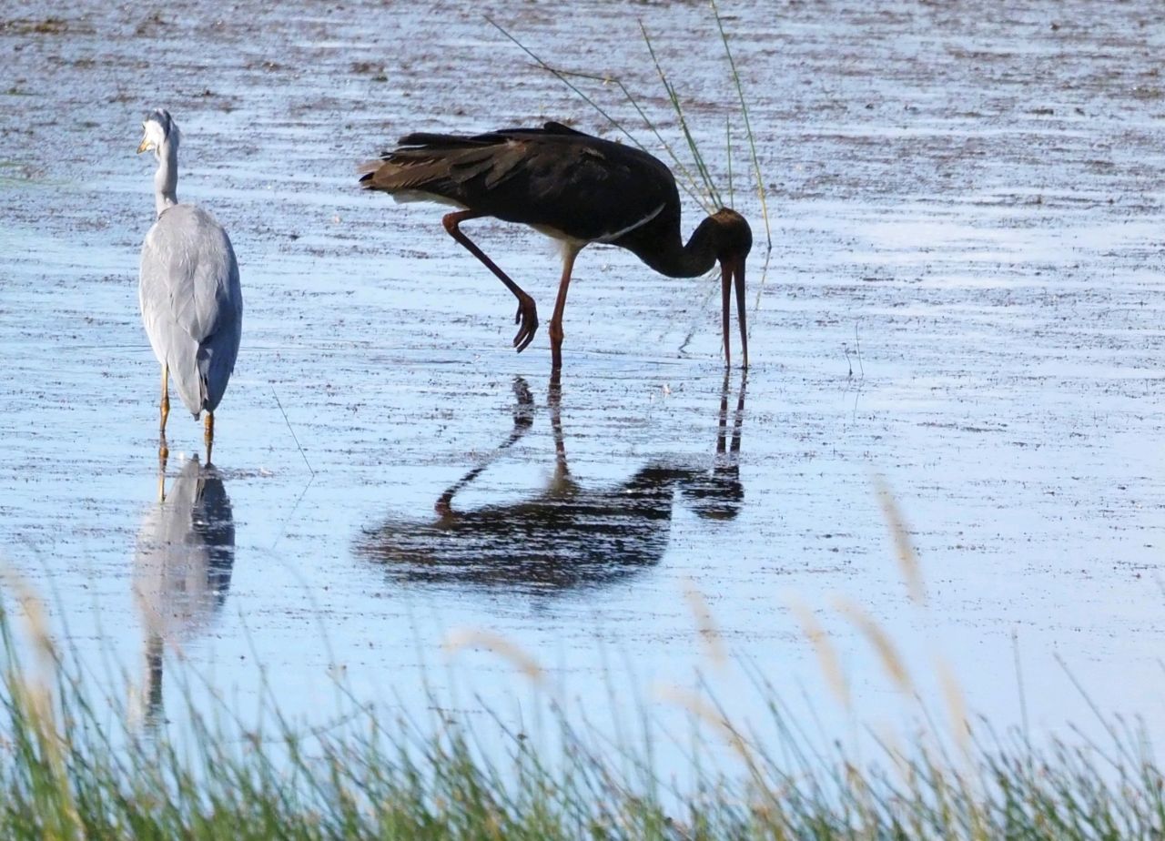 En sort stork har fundet et bytte i vandet. Ved siden af ses en fiskehejre.