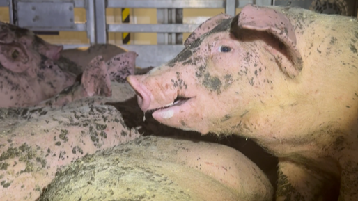 Én af de over 270.000 grise, der i sidste uge, mens der var hedebølge i Danmark.