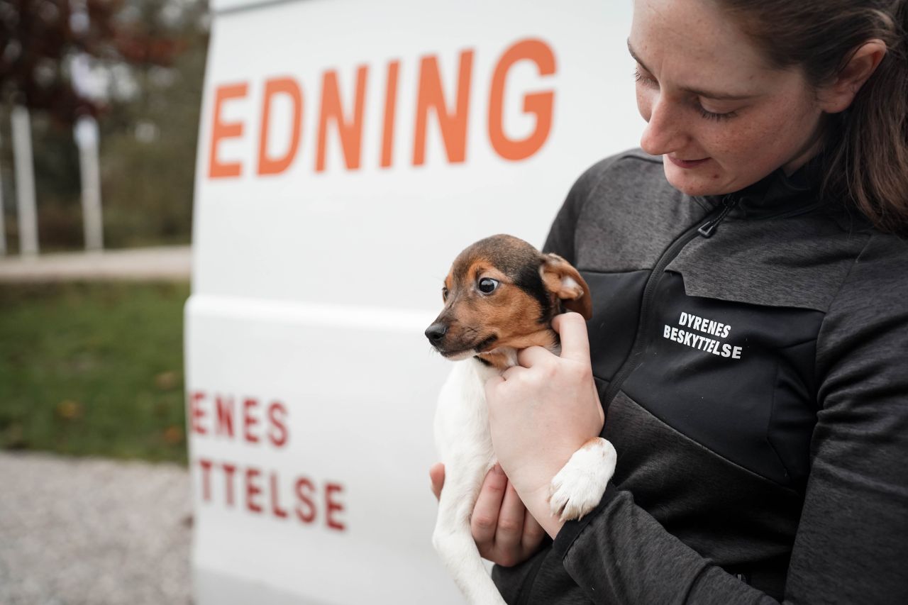Lille hund i favn ved dyreredderbil