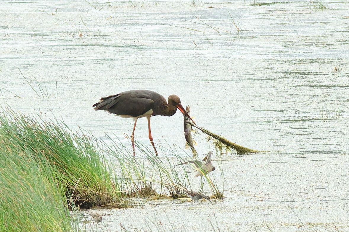 En sort stork har fanget en gedde i en sø. Forrest i billedet ses en hættemåge.
