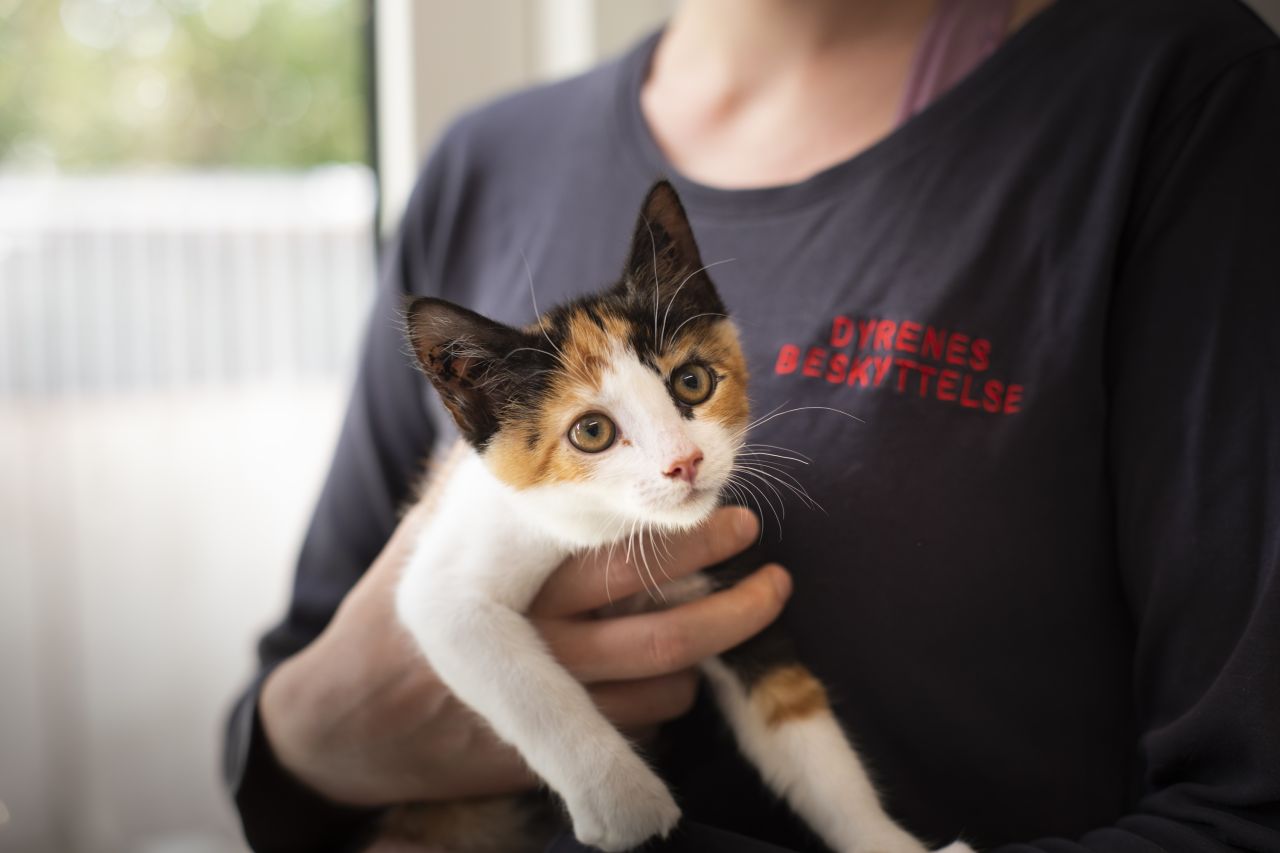 Kat på et af vores internatet med medarbejder 