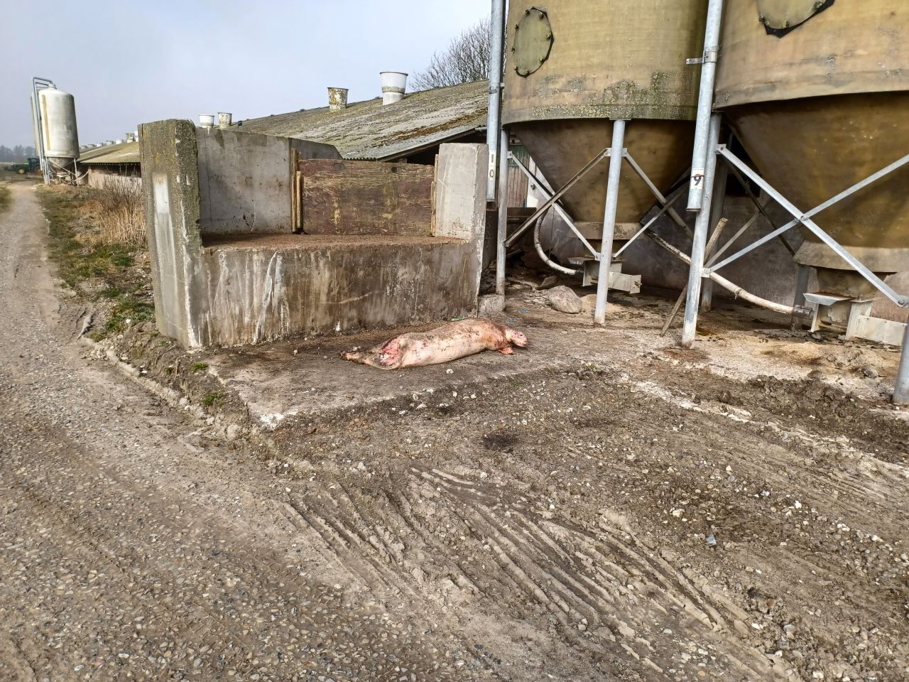 død gris udendørs