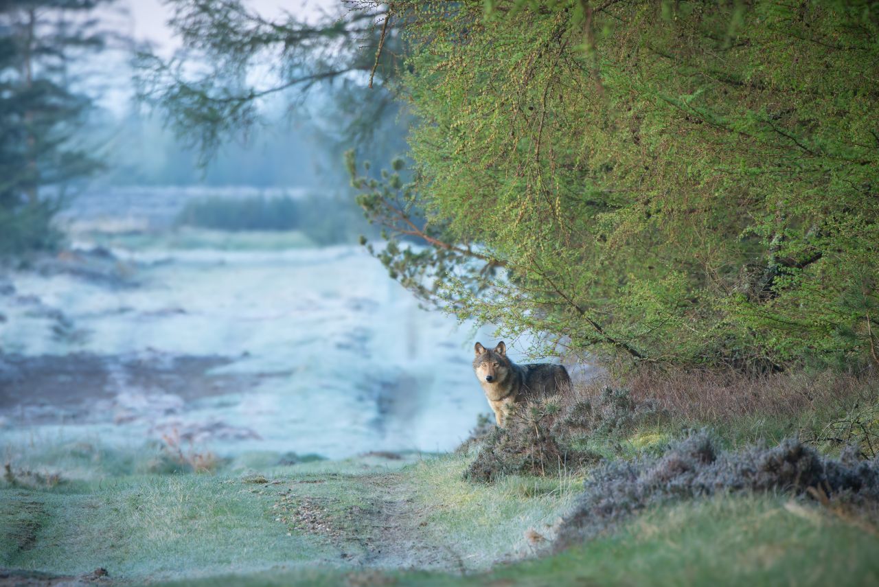 En ulv ses på afstand i udkanten af en skov.