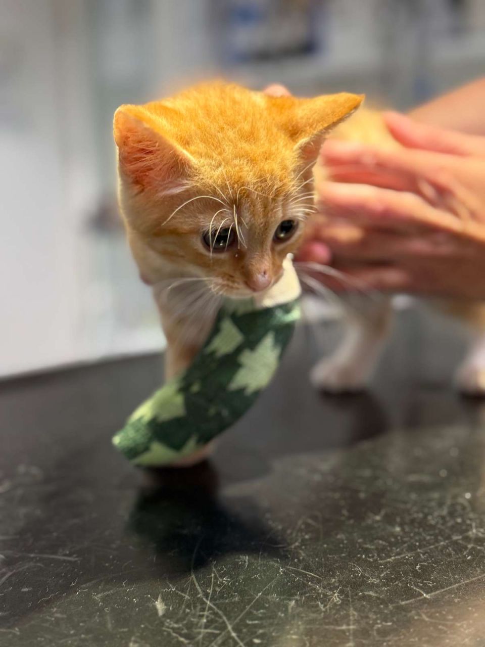 En lille rød kat med benet bundet ind i en bandage