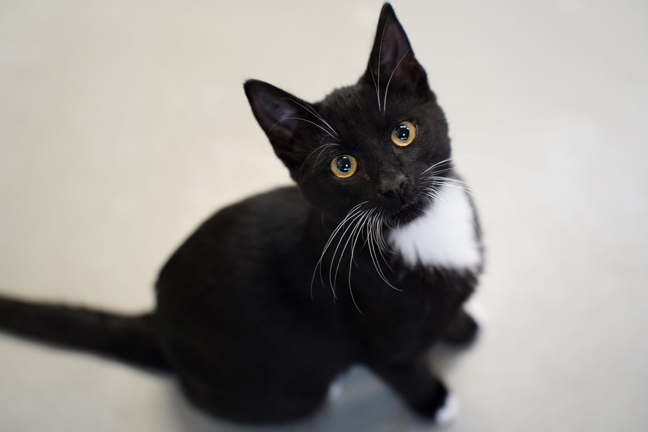 Kat