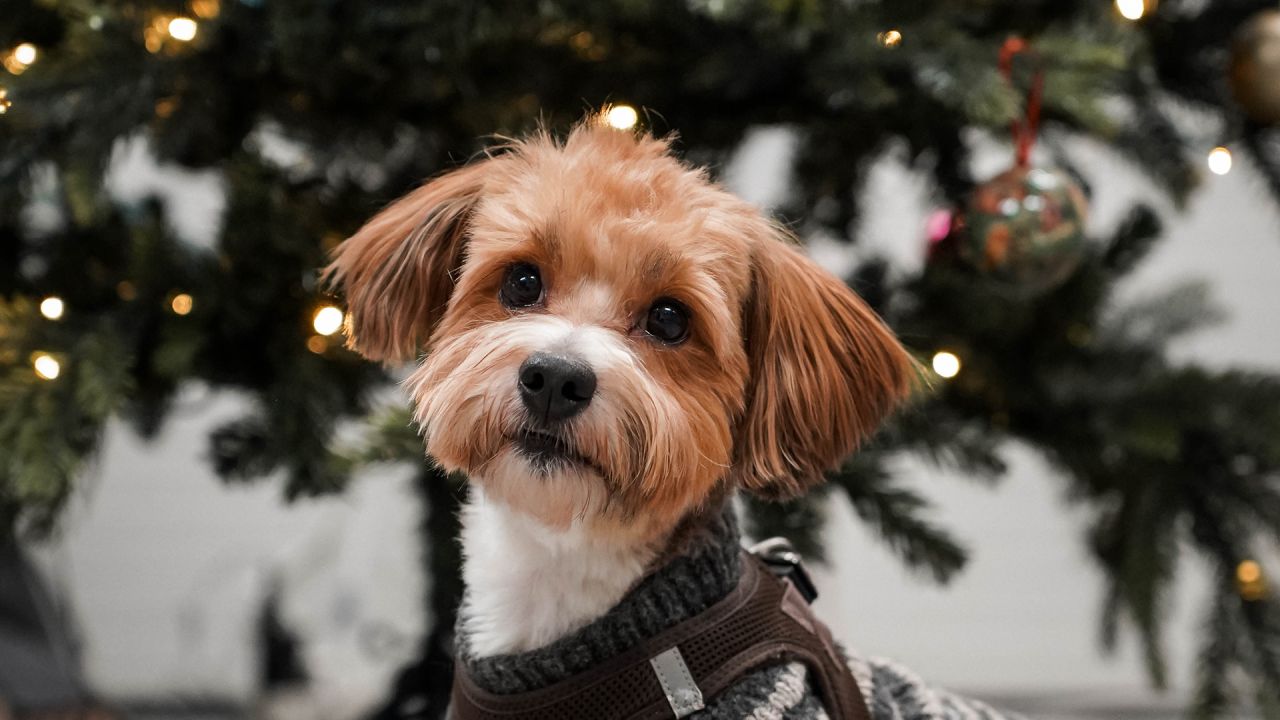 Hund til julekampagne