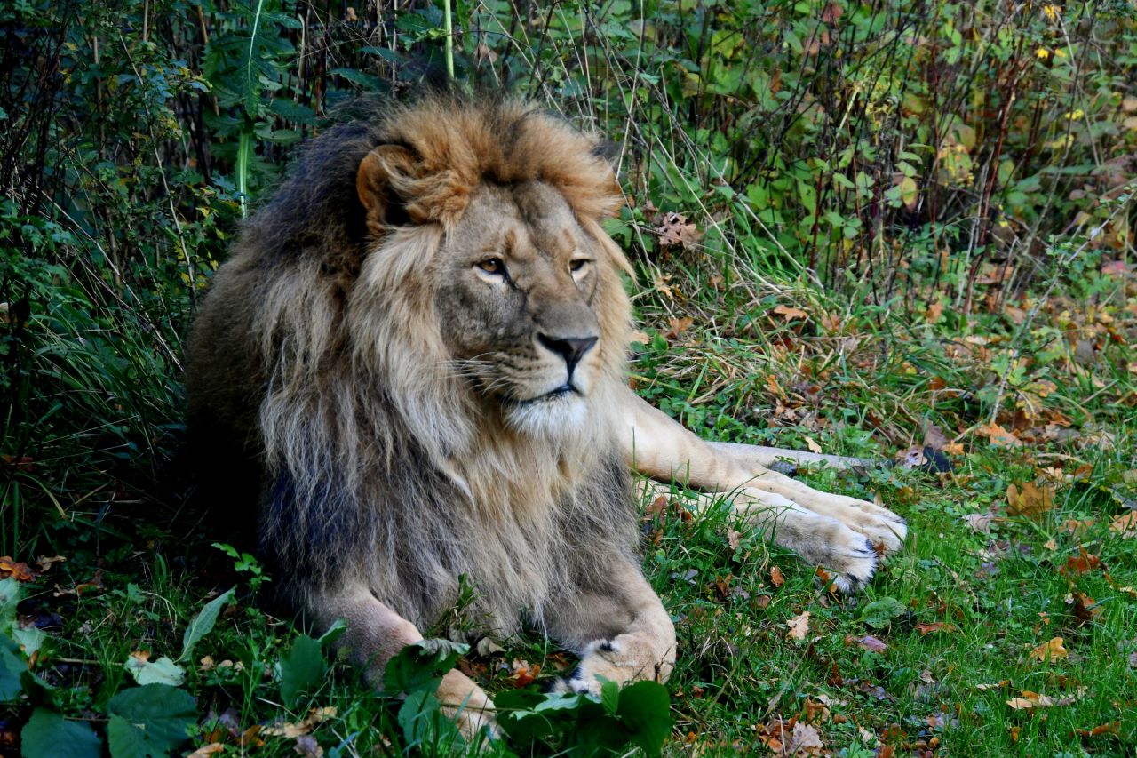 Løven Akeru i Knuthenborg Safaripark