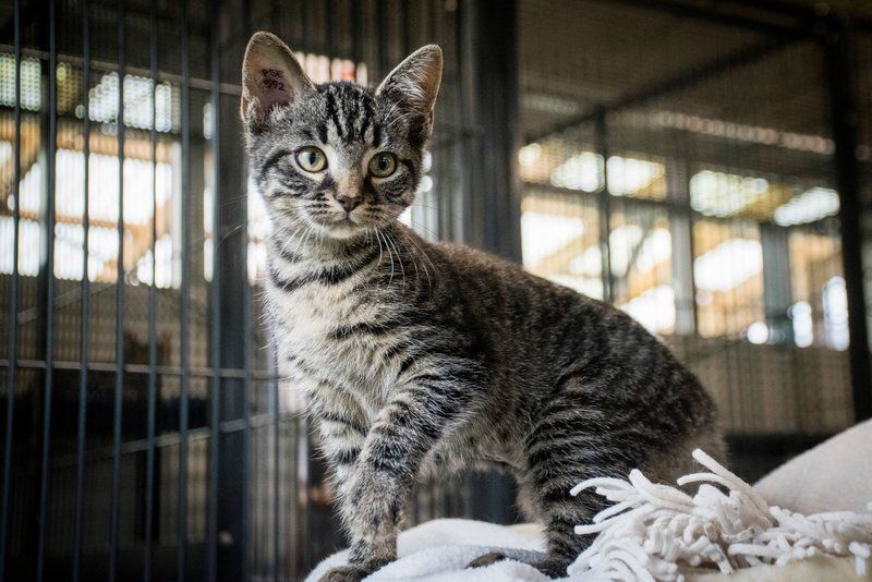 Kat på dyreinternat