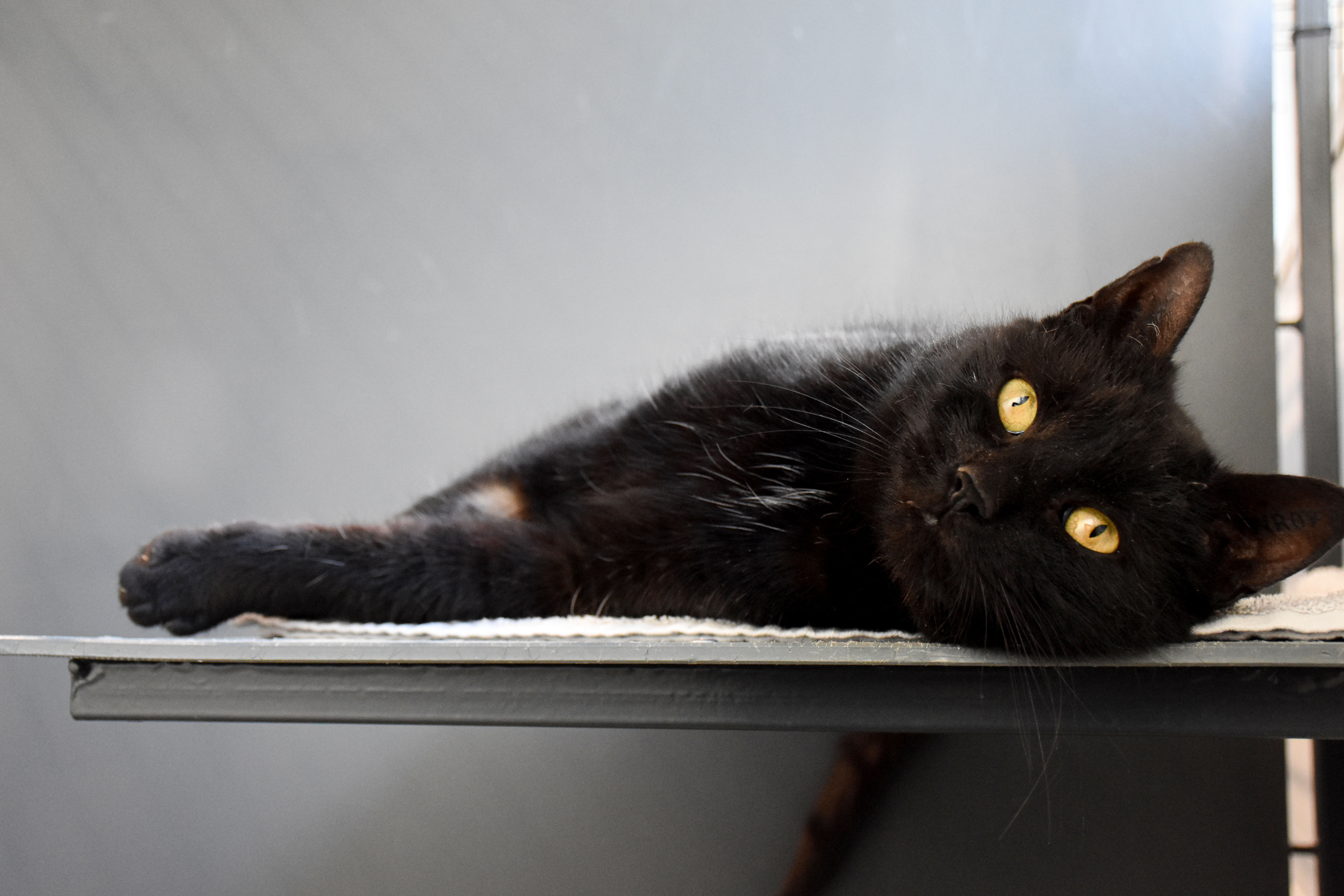 albue regulere Forventer Den misforståede sorte kat | Dyrenes Beskyttelse