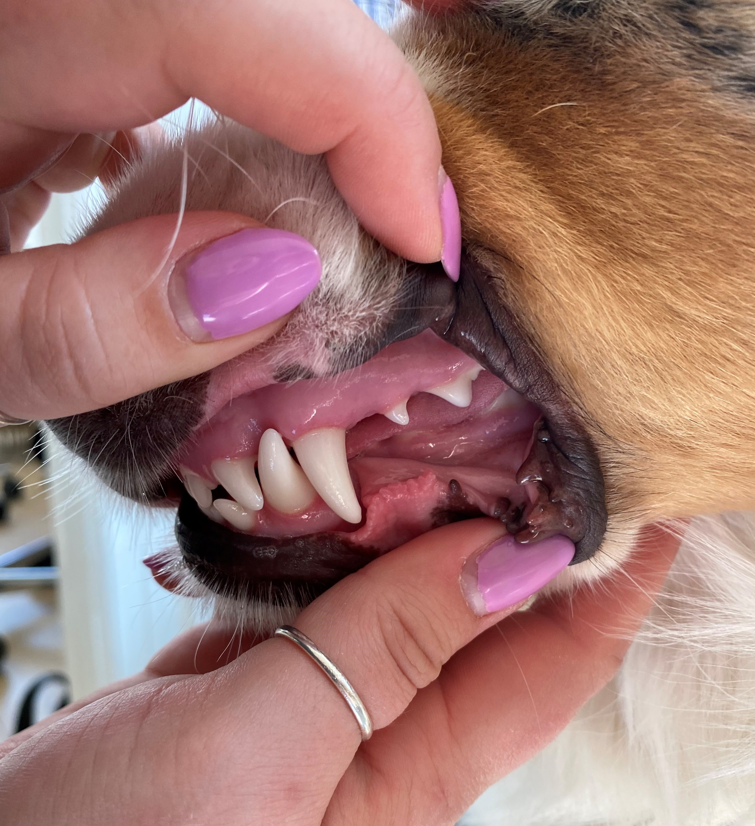 Absay Lav et navn Antagelser, antagelser. Gætte Husk hundens tandpleje | Dyrenes Beskyttelse